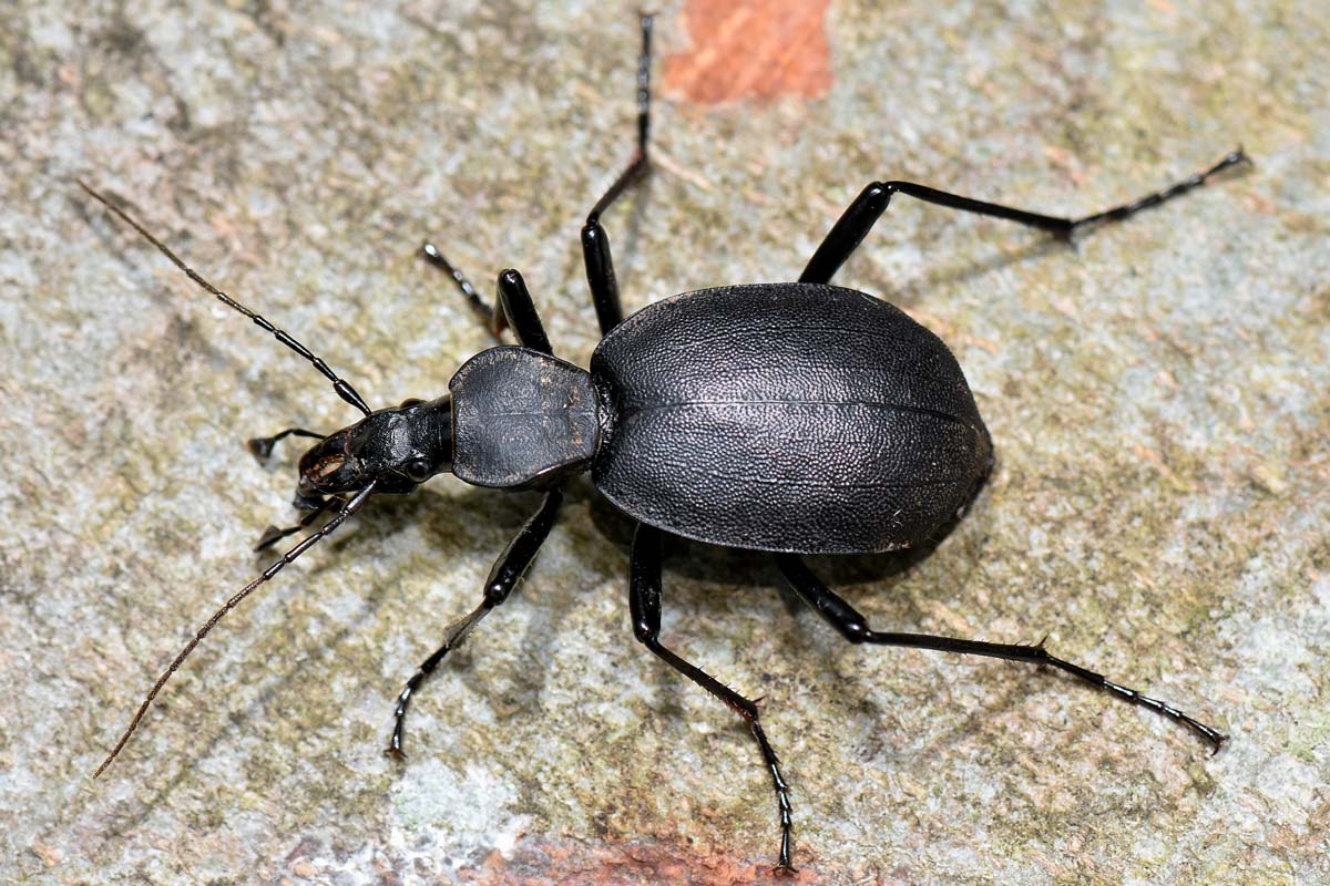 Carabidae: Cychrus italicus? S !